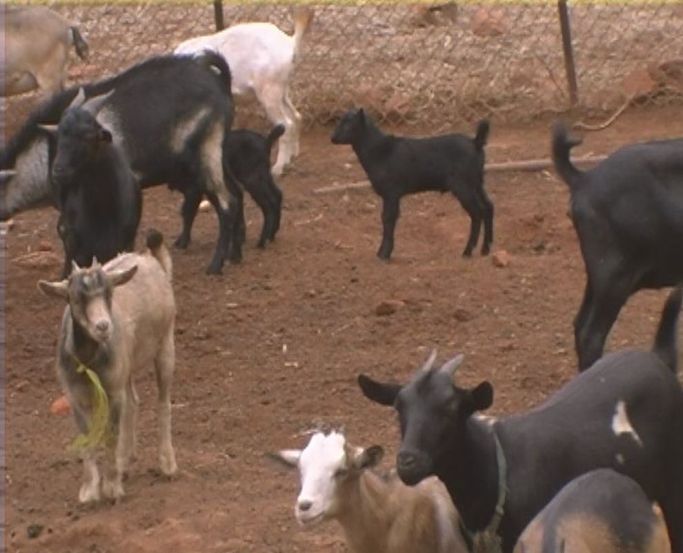 Sisters Farm Goats