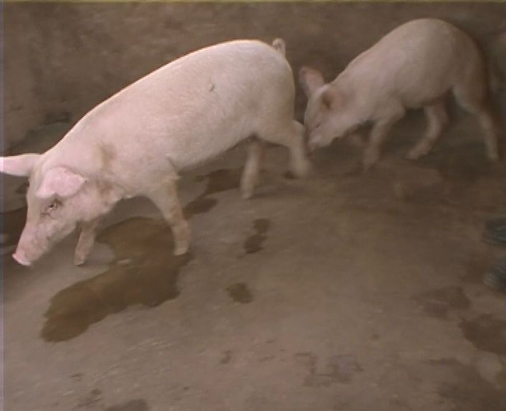 Sisters Farm Pigs